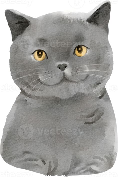Free Chat Aquarelle British Shorthair 16548170 Png With Transparent