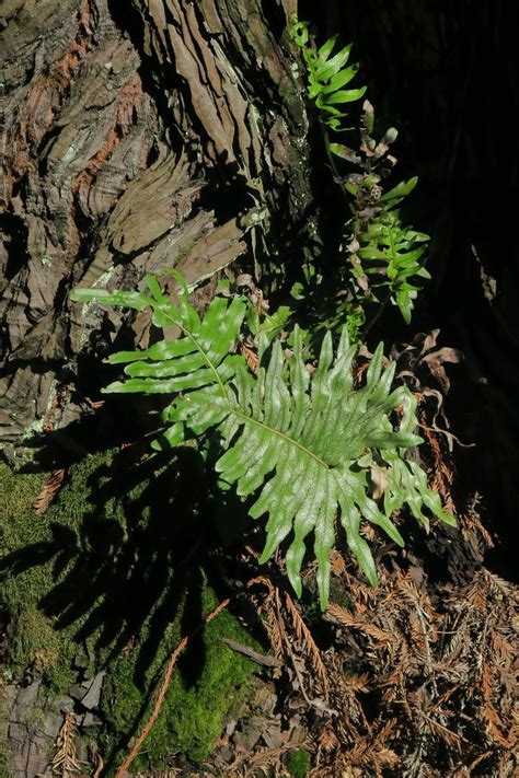 J20160623 0021—polypodium Scouleri—rpbg California Native Plants