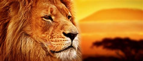 Choose from a wide range of similar scenes. Oroscopo Leone - Oroscopo di Febbraio 2017 - Lucia Arena