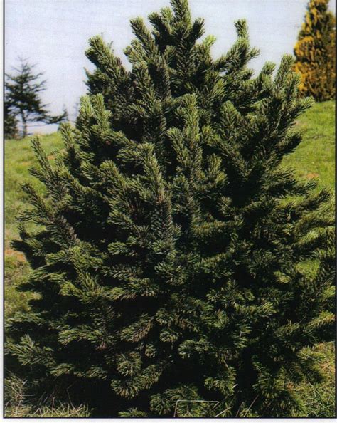 Bristlecone Pine Pinus Aristata Tree Seeds Hardy Evergreen Bonsai