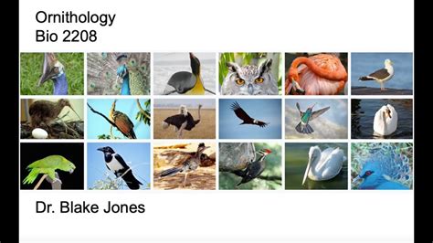 Ornithology Lecture 1 Youtube