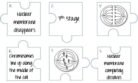 Mitosis Puzzle Worksheets
