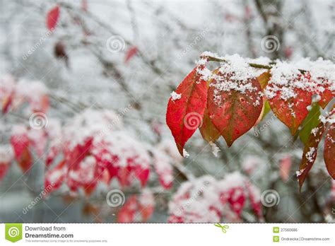 Fall Leaves Covered In Snow Royalty Free Stock Image