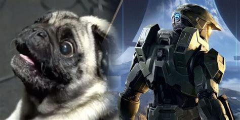 A Pug Has Been Hired By 343 Industries To Make Alien Sounds For Halo