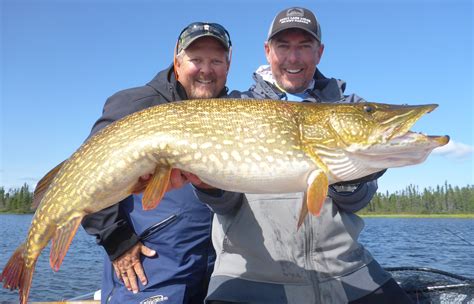 Northern Pike Fishing Canada Experience Scott Lake Lodge