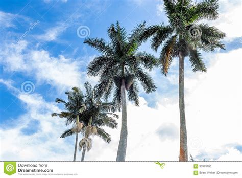 Palm Trees In South Florida Stock Photo Image Of Sprawl Trunk 90393790
