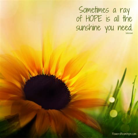 Ray Of Sunshine Flowers Bloom Hope