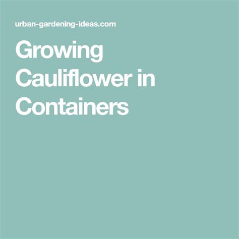 Growing Cauliflower In Containers Growing Strawberries