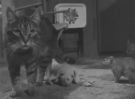 squirrel keeps cat company 1957 cinema cats