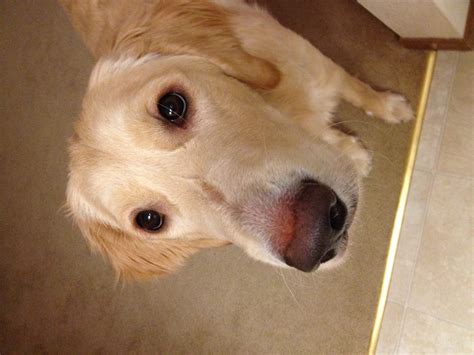 Slight Hair Loss Around Nose Golden Retriever Dog Forums