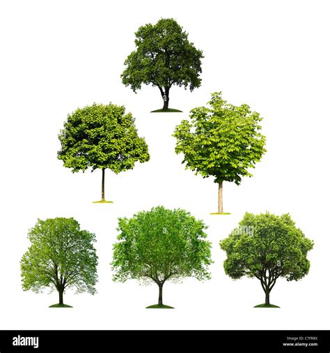 Collection Of Isolated Trees Stock Photo Alamy