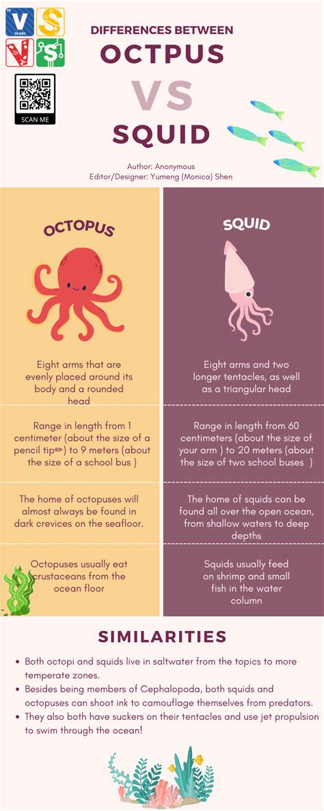 Octopus Vs Squid撚 Vanderbilt Student Volunteers For Science