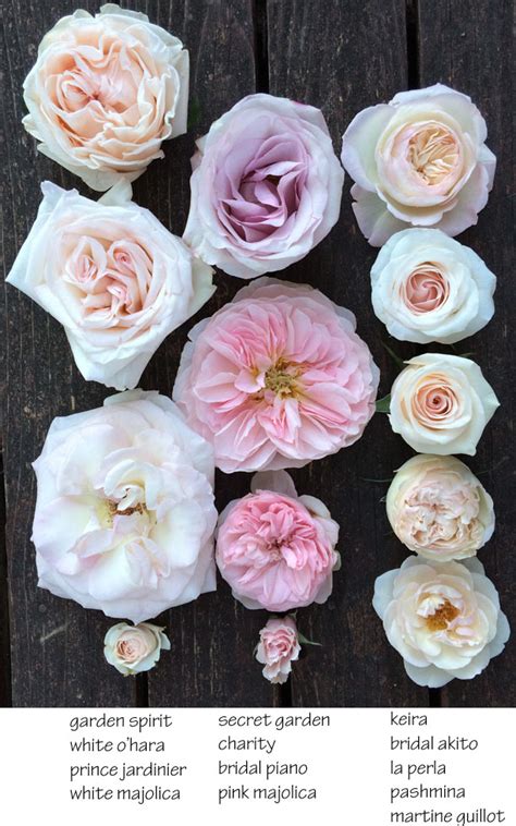 The Blush Pink Rose Study Flirty Fleurs The Florist Blog