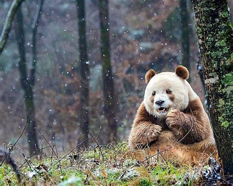 Qizai The Only Known Brown Panda Survived Brutal Attacks From Other