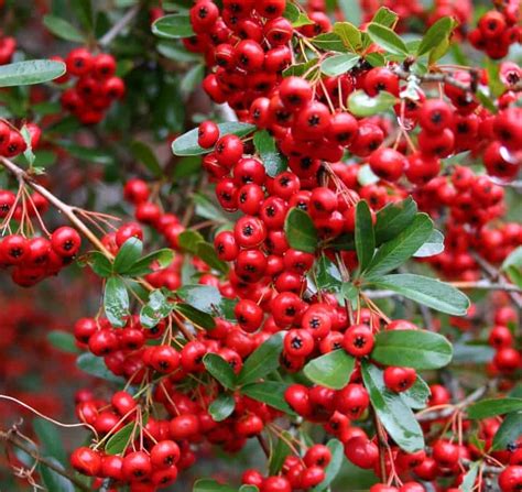 Varities Of Pyracantha Firethorn Tips And Advice Care