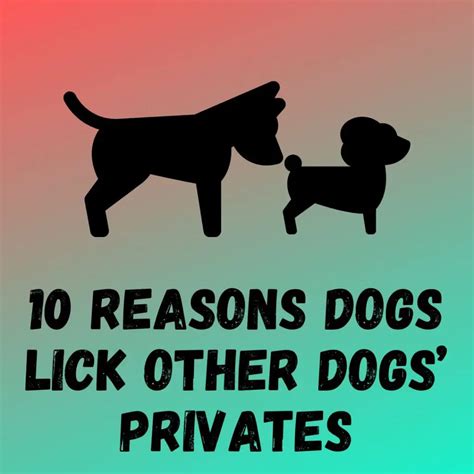10 Valid Reasons Why Dogs Lick Other Dogs Privates