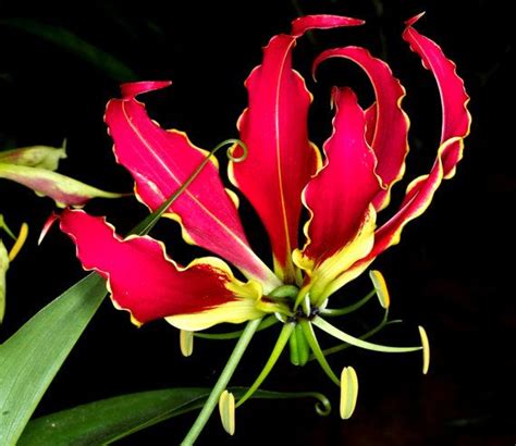 Blazing Flame Lily Vine Appears On Fire Rare By Vikkivines Rare Orchids