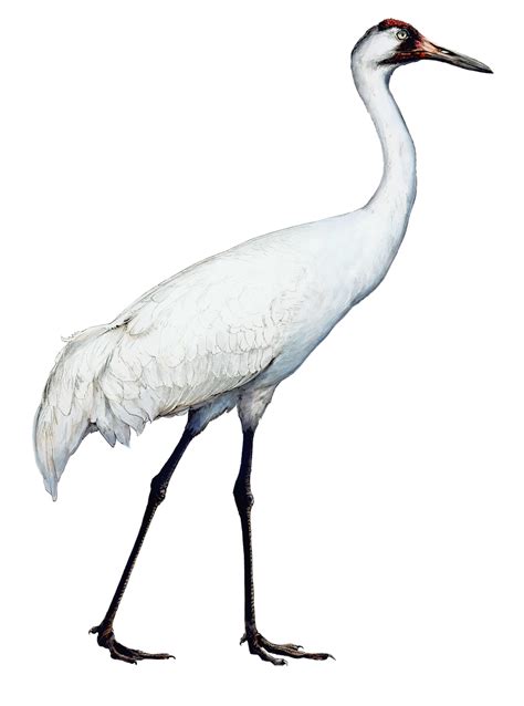 Sandhill Crane Drawing | Free download on ClipArtMag