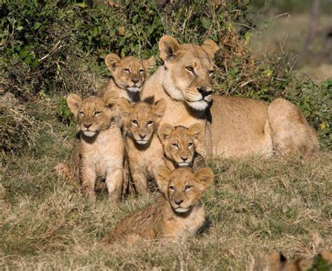 Specifically, what is the process by which a woman becomes pregnant? KS1 Animals | Their Young and Babies