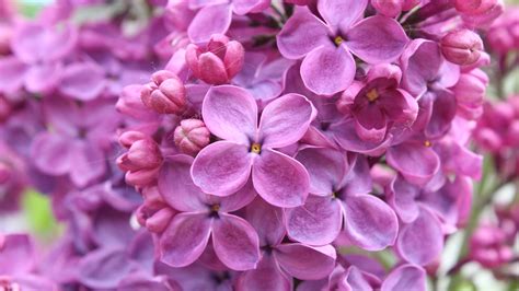 Flowers Close Up Purple Color Lilac Macro Photography Wallpaper