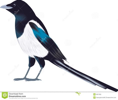 Magpie Robin Clipart 20 Free Cliparts Download Images On Clipground 2023