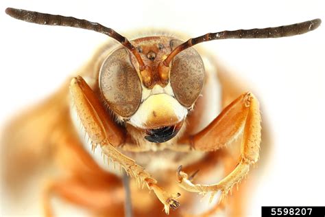 Western Cicada Killer Sphecius Grandis