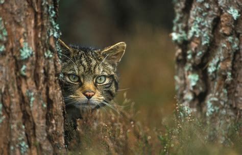 Saving Scotlands Wildcats