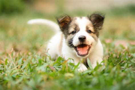 Rabbits do not have a natural 'righting' instinct when dropped from a height. Why does my puppy wee when he's excited?