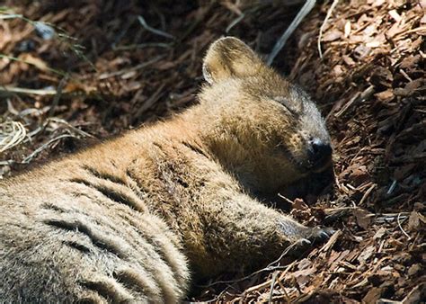 Subscribe for more pronunciation videos. Photos To Prove That The Quokka Is Indeed The Cutest ...