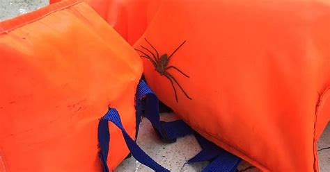 Vietnam Whats This Spider Hiding In A Life Jacket Made My Wife Jump Imgur