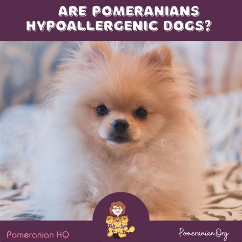 Are Pomeranians Hypoallergenic Dogs The Facts Revealed