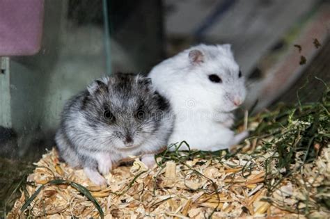 Two Hamsters Sitting In A Cage Close Up Stock Image Image Of House