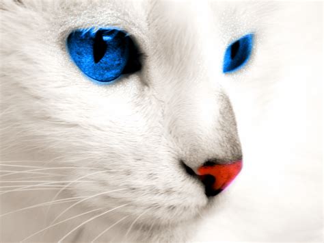 White Cat Blue Eyes By Shammycetol On Deviantart