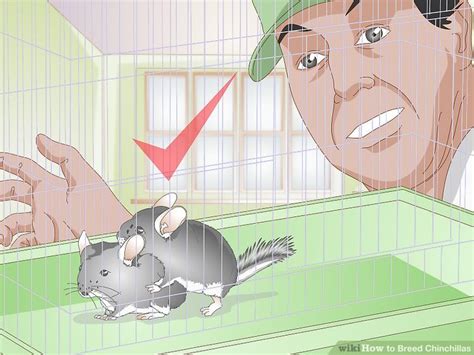 How To Breed Chinchillas 13 Steps With Pictures Wikihow