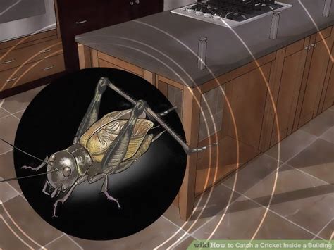 How to Catch a Cricket Inside a Building: 8 Steps (with ...