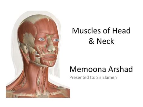 Muscles Of Head And Neck Ppt