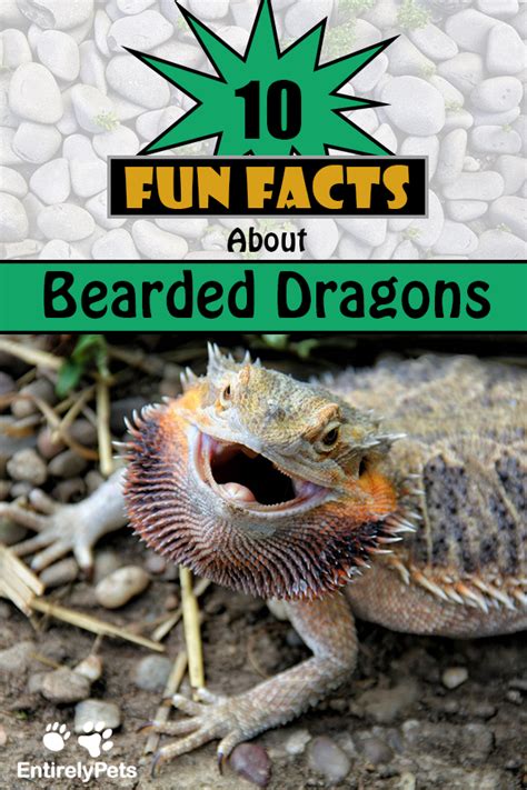 10 Fun Facts About Bearded Dragons Bearded Dragon Pictures Of Bearded