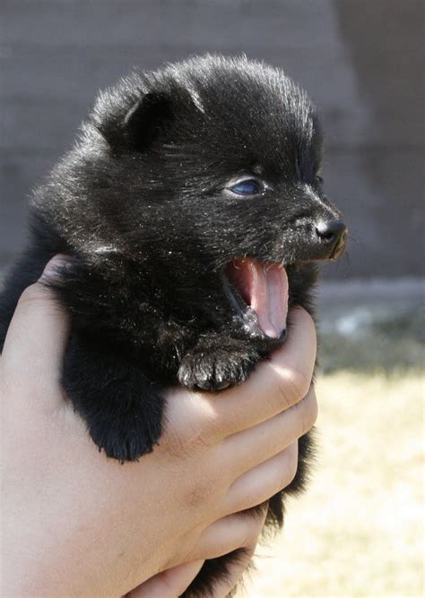 Schipperke Puppy A What A Cute Baby Dog♡ Schipperke Dog