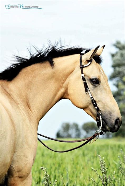 6 week old mico quarter horse gets some scratchies: beautiful buckskin quarter horse | Horses We ℒℴѵℯ ...