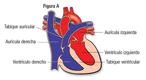 Cómo Funciona El Corazón Sano American Heart Association