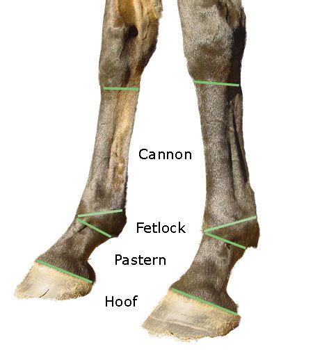 The Distal Limb Bones Of The Equine Horse Anatomy Equine Vet Tech