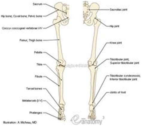 The bones of the leg are the femur, tibia, fibula and patella. 1000+ images about Bones in the Leg on Pinterest | Bone ...