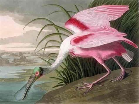 John James Audubon Lexdk Den Store Danske