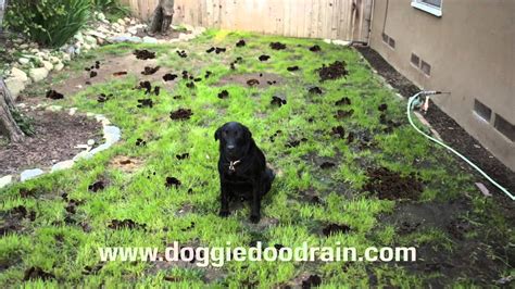 How To Clean A Garden Full Of Dog Poop Garden Likes