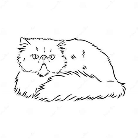 Hand Drawing Persian Cat Persian Cat Vector Sketch Stock Vector Illustration Of Cute Head