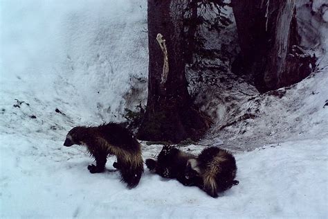 Wolverines Are Back In Mount Rainier National Park After 100 Years