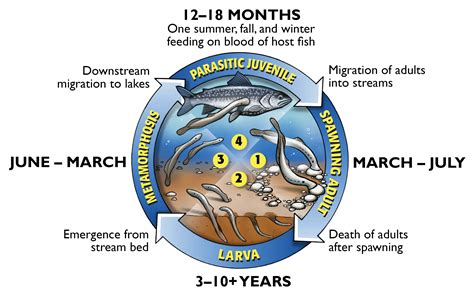 Great Lakes Fishery Commission Sea Lamprey Lifecycle