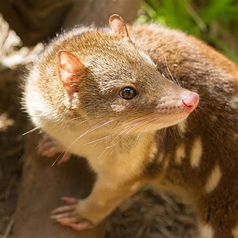Spotted Quoll Stock Photos Pictures And Royalty Free Images Istock