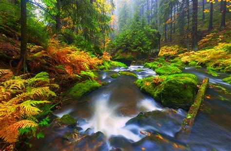 Forest Stream In Autumn