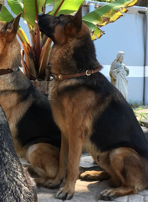 German Shepherd Puppies For Sale | Houston, TX #241916